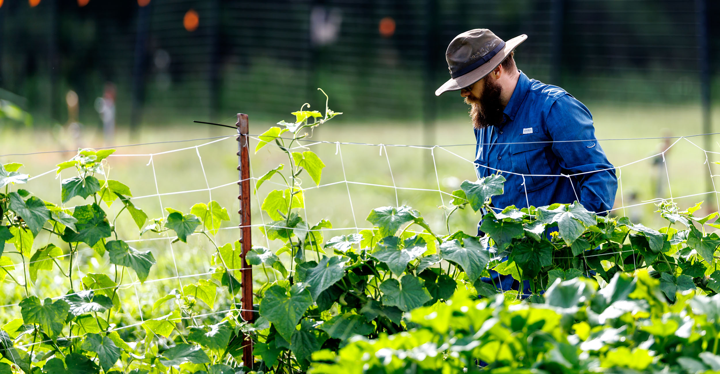 Man with a beard wearing a khaki-colored hat and a long-sleeved blue shirt in a vegetable garden.