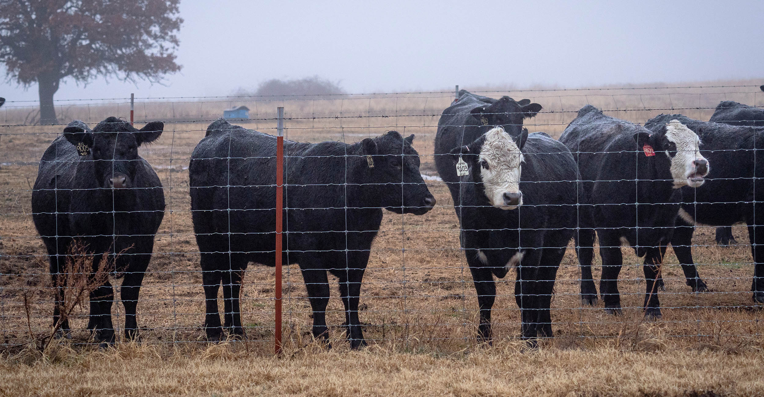 black cattle and a couple of black cattle with white faces standing behind a fence as it rains