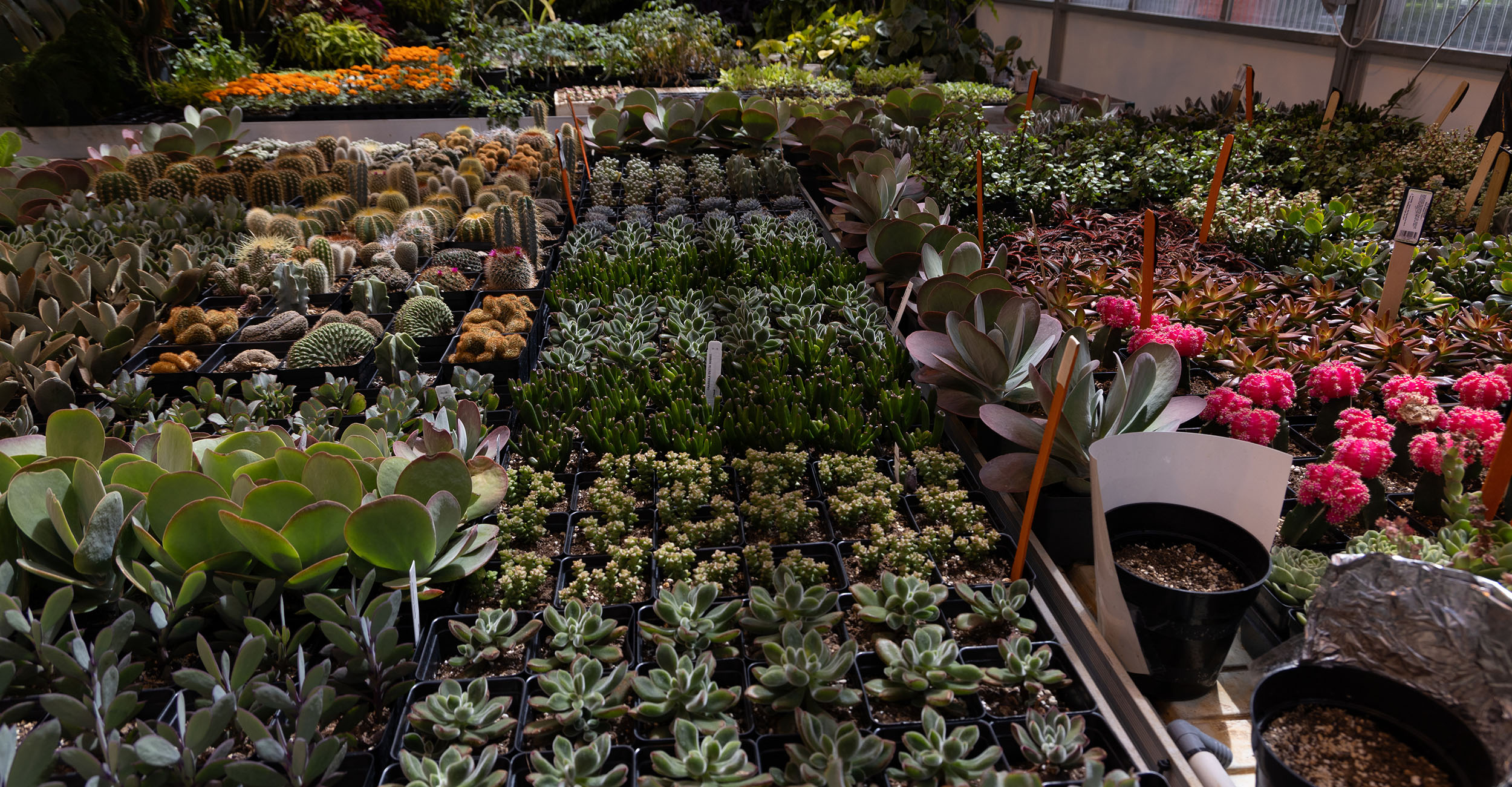 Greenhouse full of a variety of herb and succulent plants.