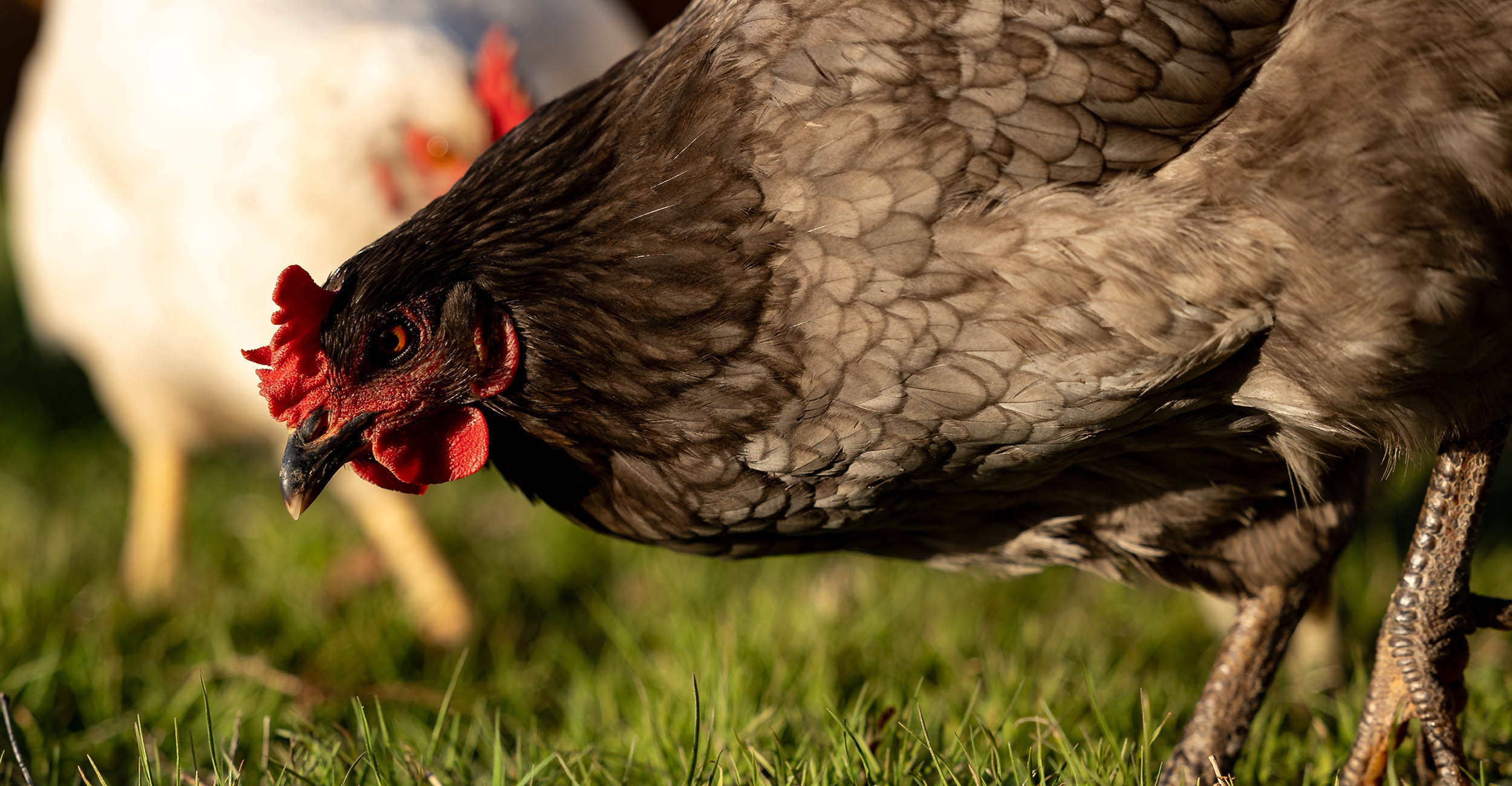 A black chicken bending down to peck in the grass. A white chicken is blurry in the background.