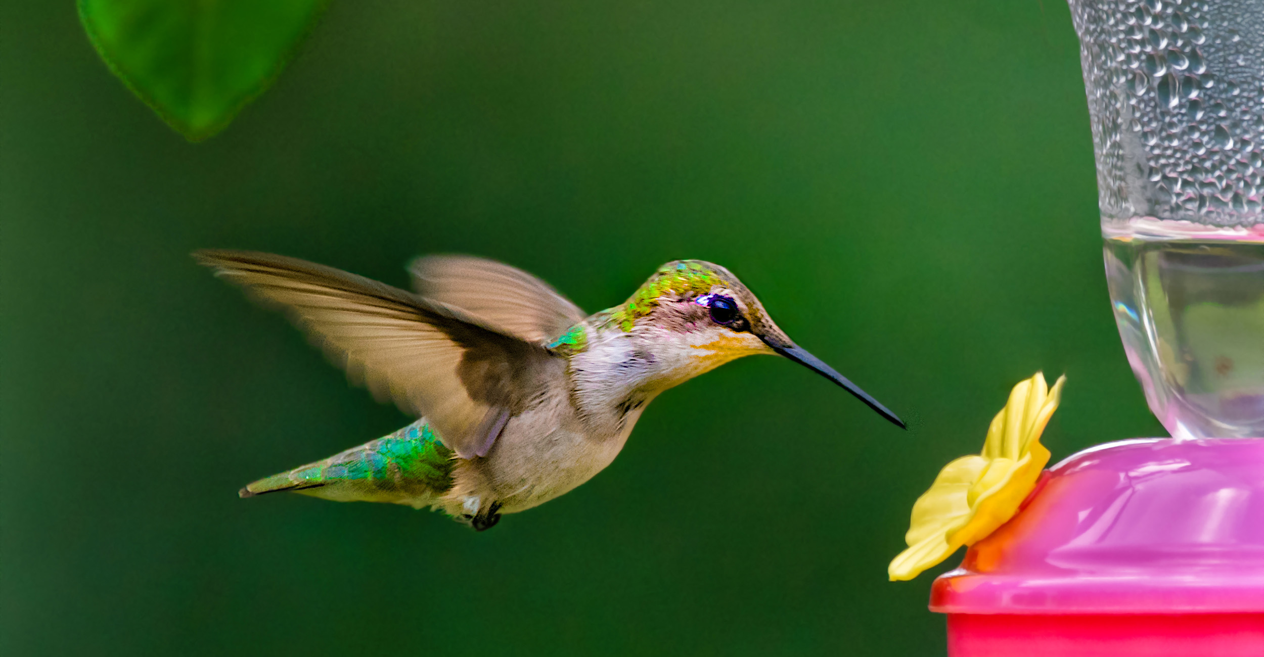 Hummingbird feeding at a hummingbird feeder.