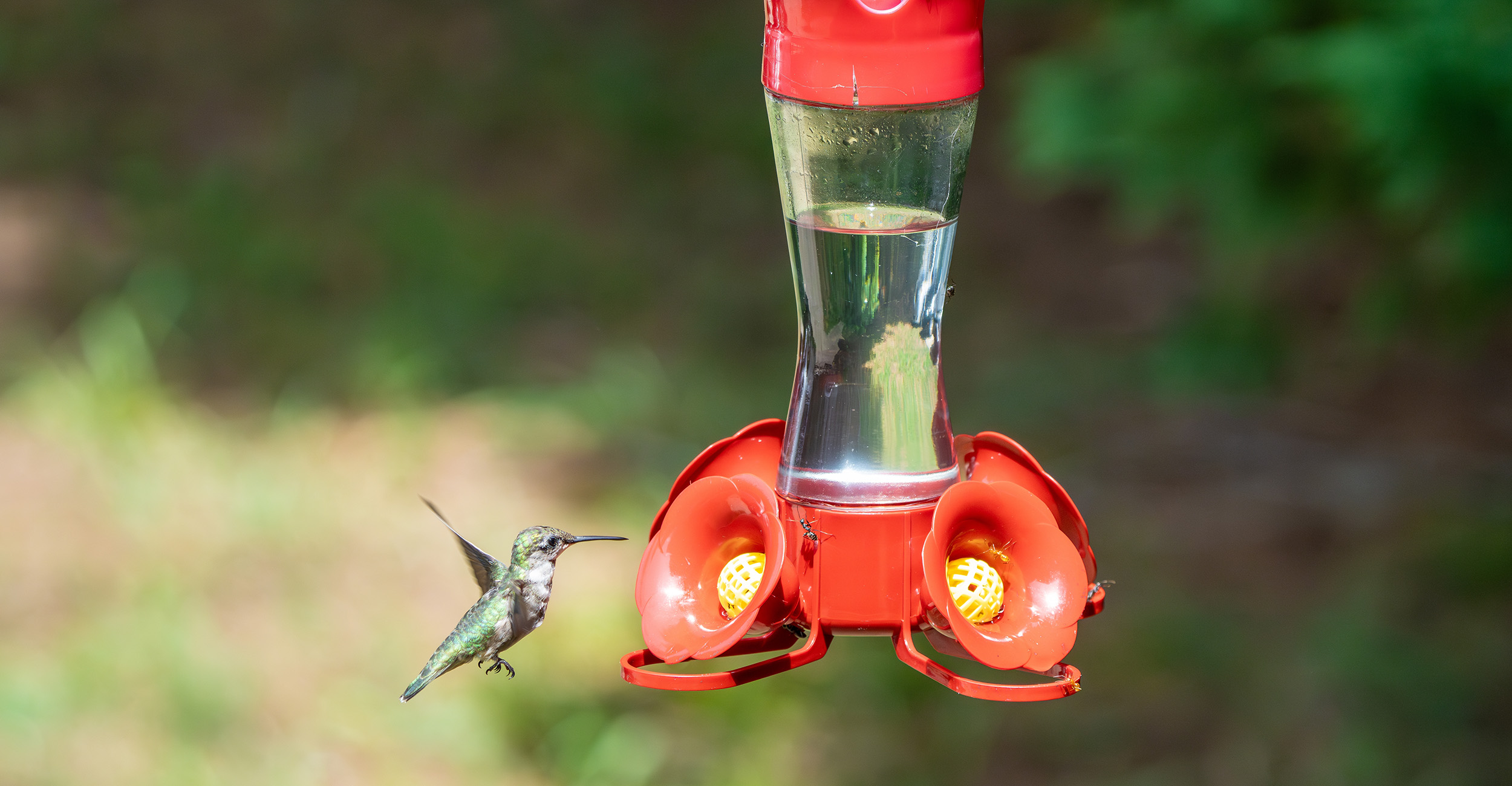 Hummingbird approaching a hummingbird feeder filled with clear nectar.