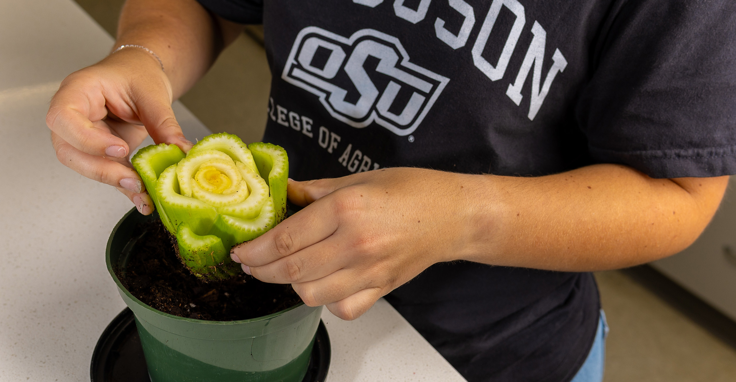 Turn kitchen scraps into plants at home