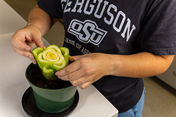 Alt Text: A person in an Oklahoma State University Agriculture shirt places the cut end of a green celery stalk into a small pot of soil, demonstrating how kitchen scraps can be regrown.