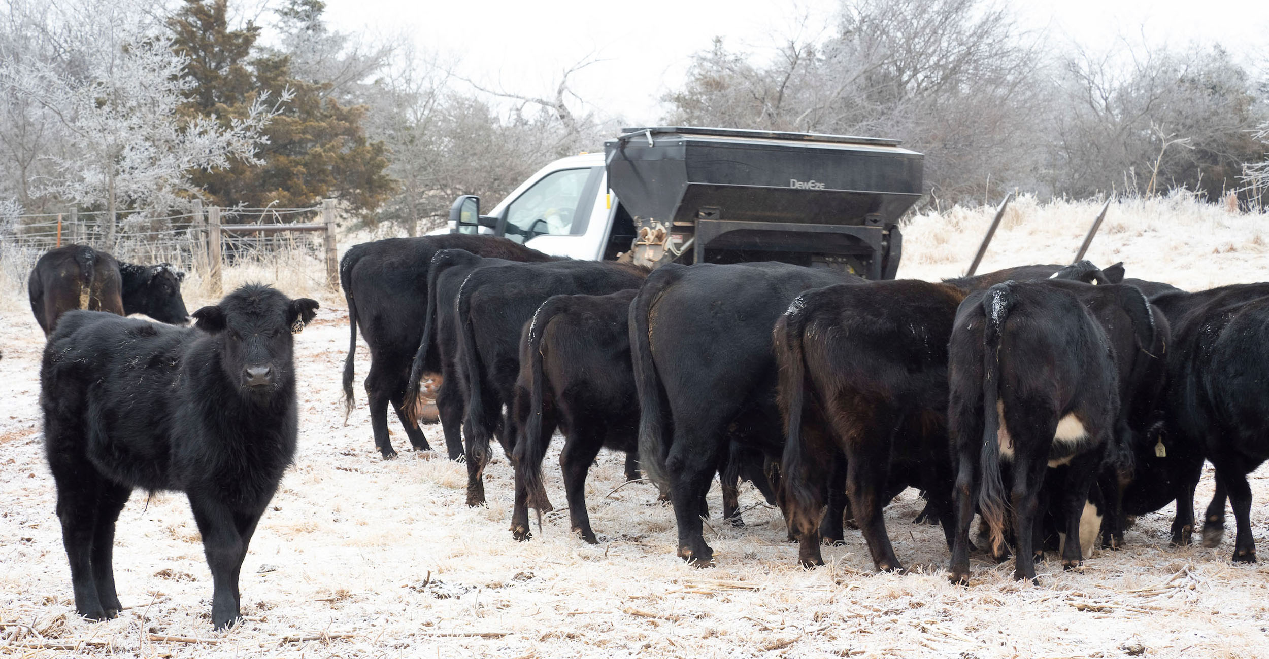 Photo of black cattle feeding in a winter environment.