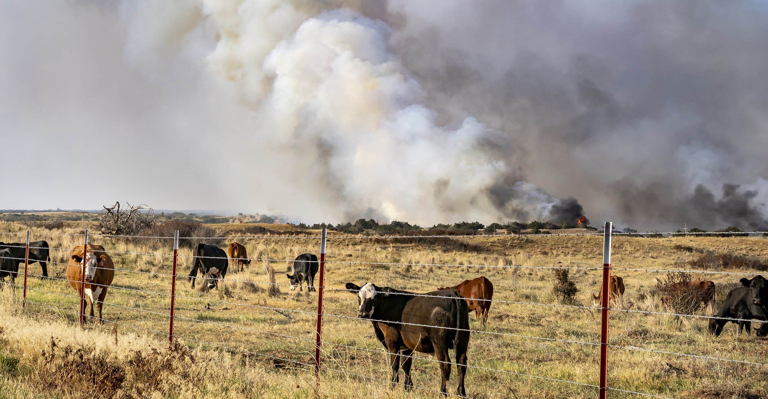 cattle in a pasture with a wildfire burning in the background