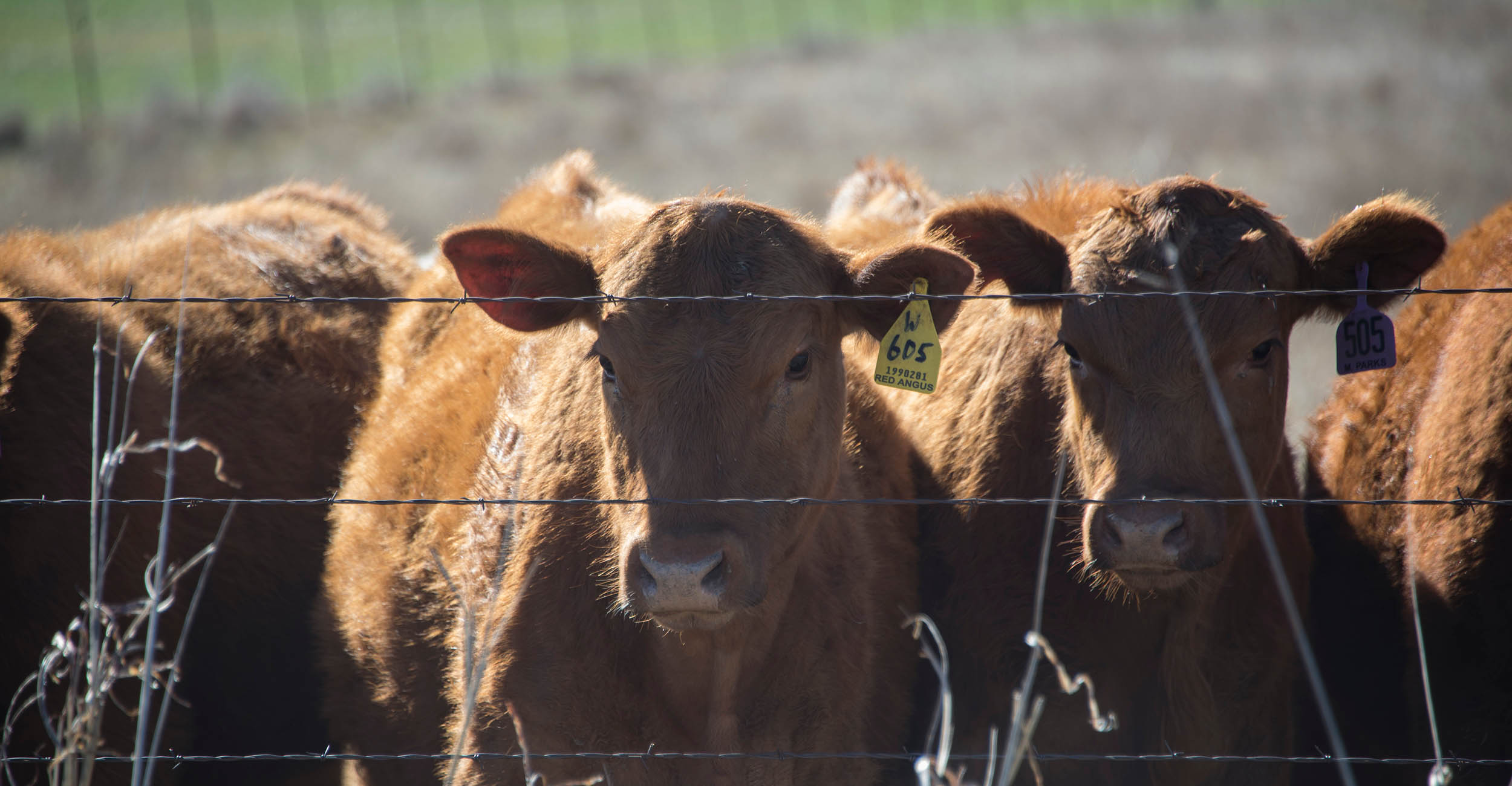 USDA cattle report shows strong market prices support higher feedlot