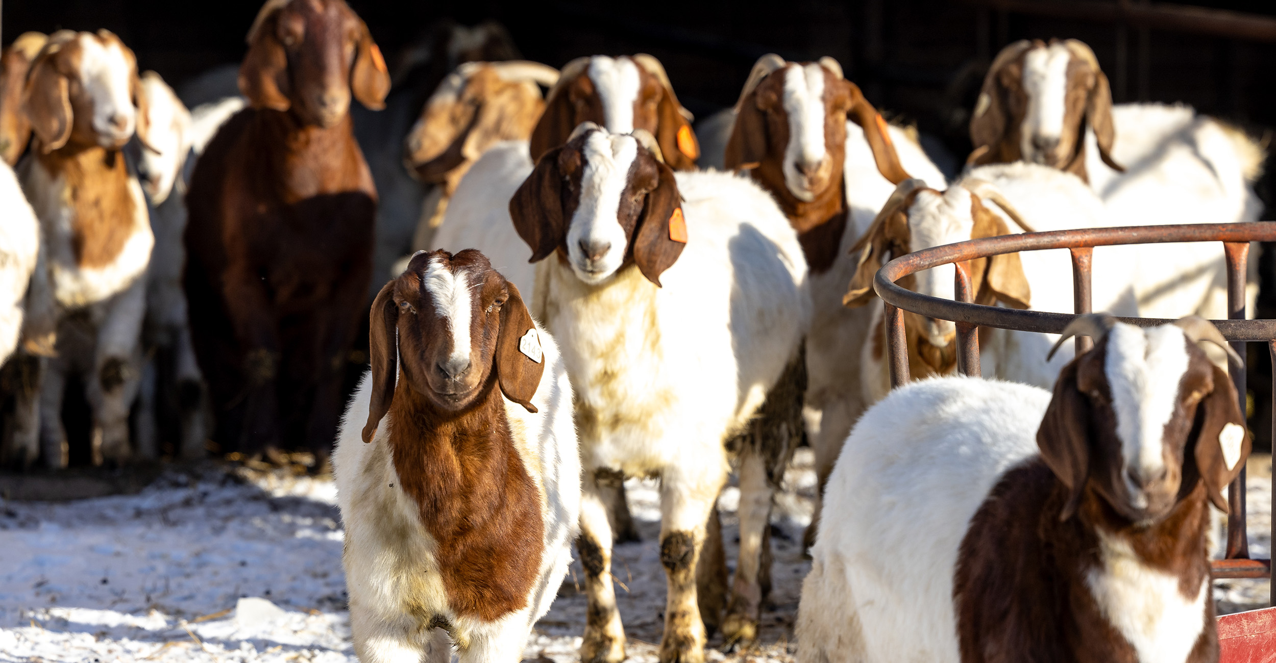 Education tops the agenda at upcoming Sheep and Meat Goat Boot Camp