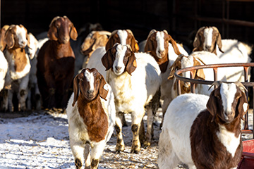 A group of brown and white goats stands in a pen.
