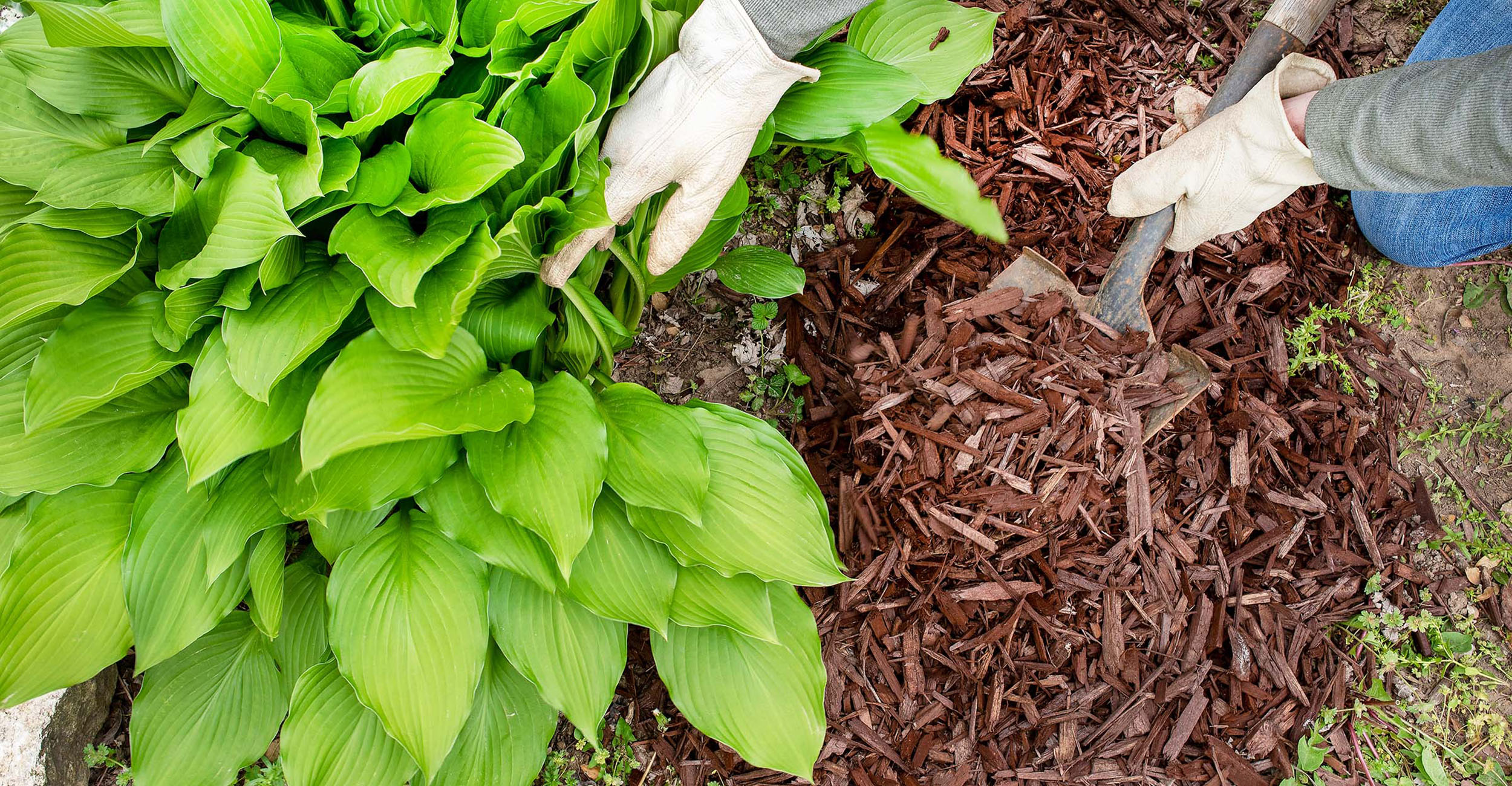 Green plant in a flower bed with wood mulch covering the soil. Gloved hands hold back the plant leaves and hold a shovel of mulch.
