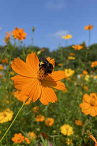 native pollinators