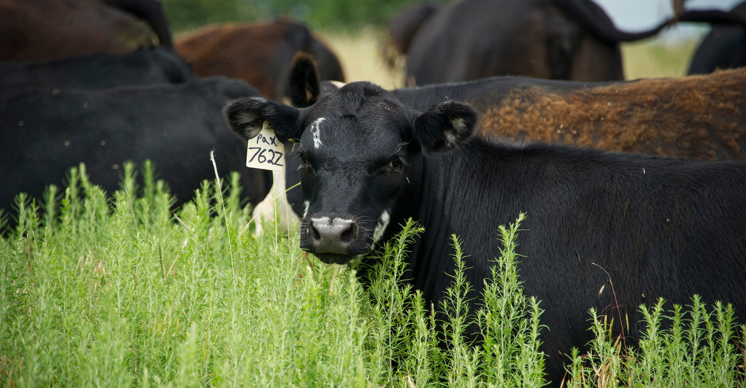 Acorn Poisoning in Cattle  N.C. Cooperative Extension