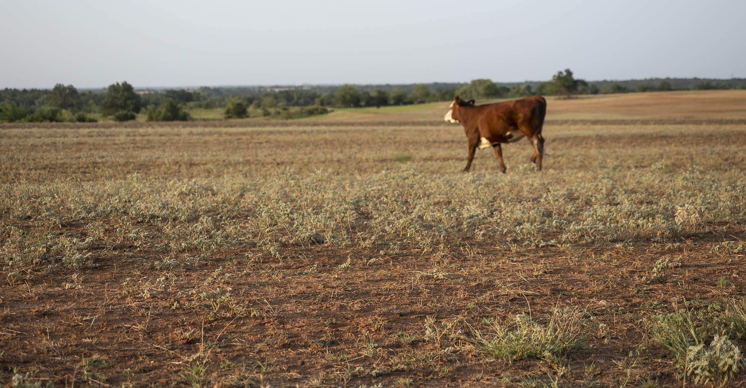 A lone heifer calf with a red body and white face walking across a pasture primarily covered in dry, brown soil and little green vegetation.