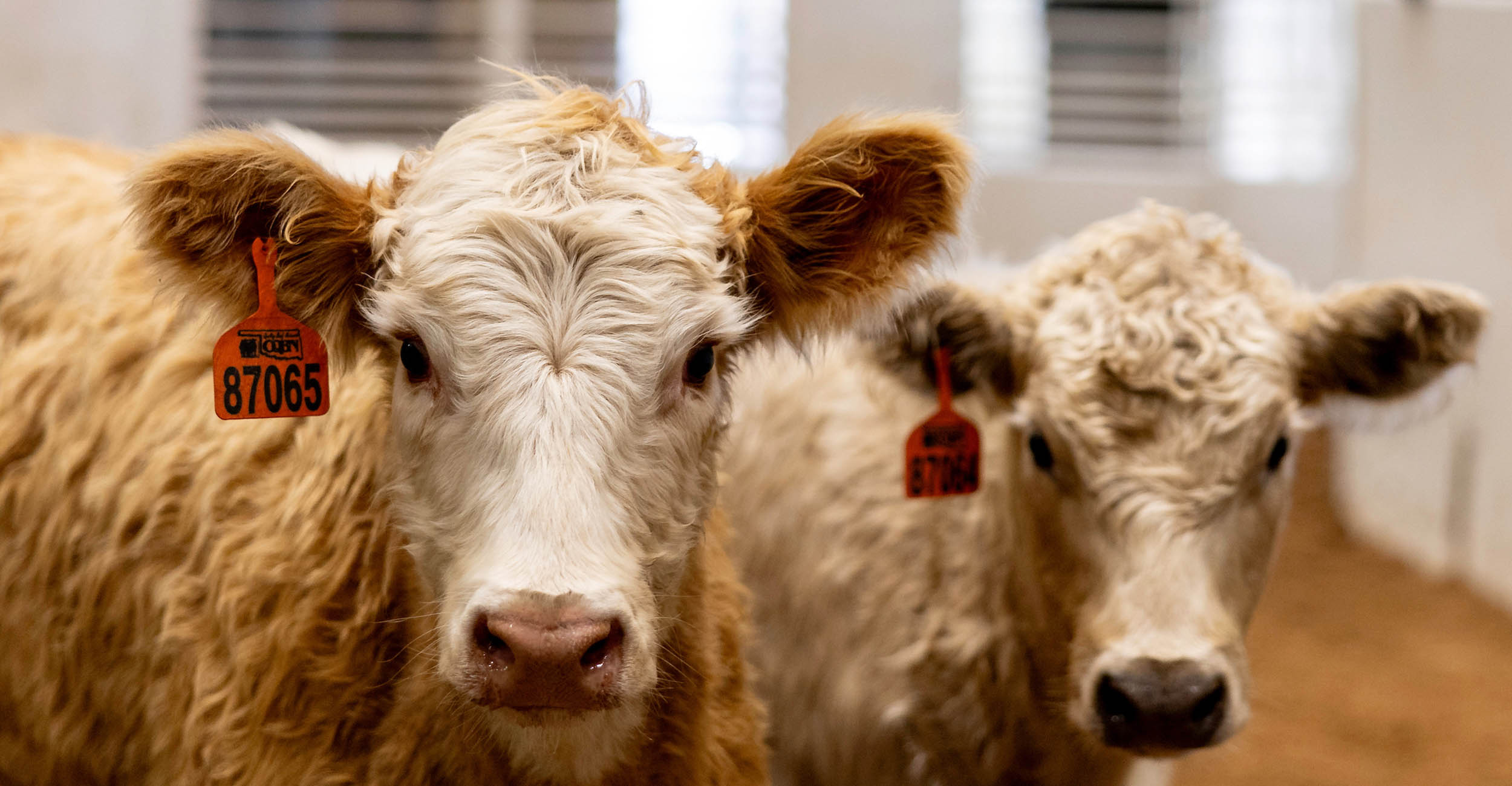 Two half-grown calves that are off-white in color stand looking at the camera. They have orange OQBN ear tags in their right ears.