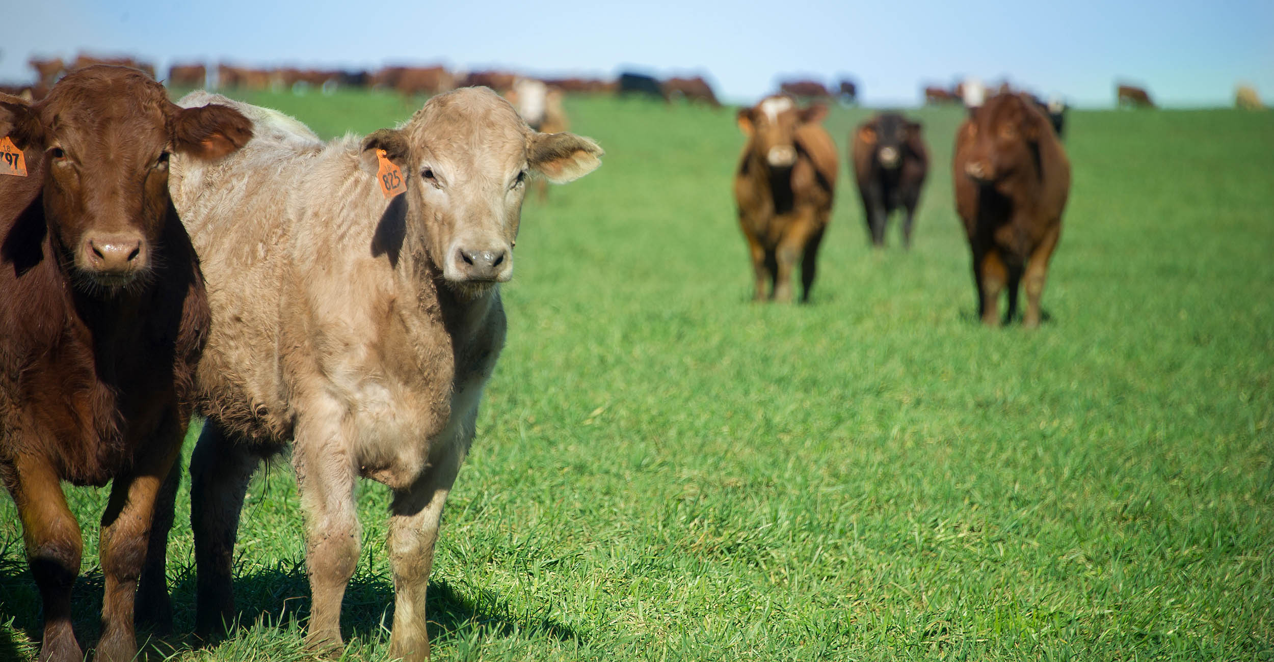 a group of brown and white yearling calves standing on bright green wheat pasture