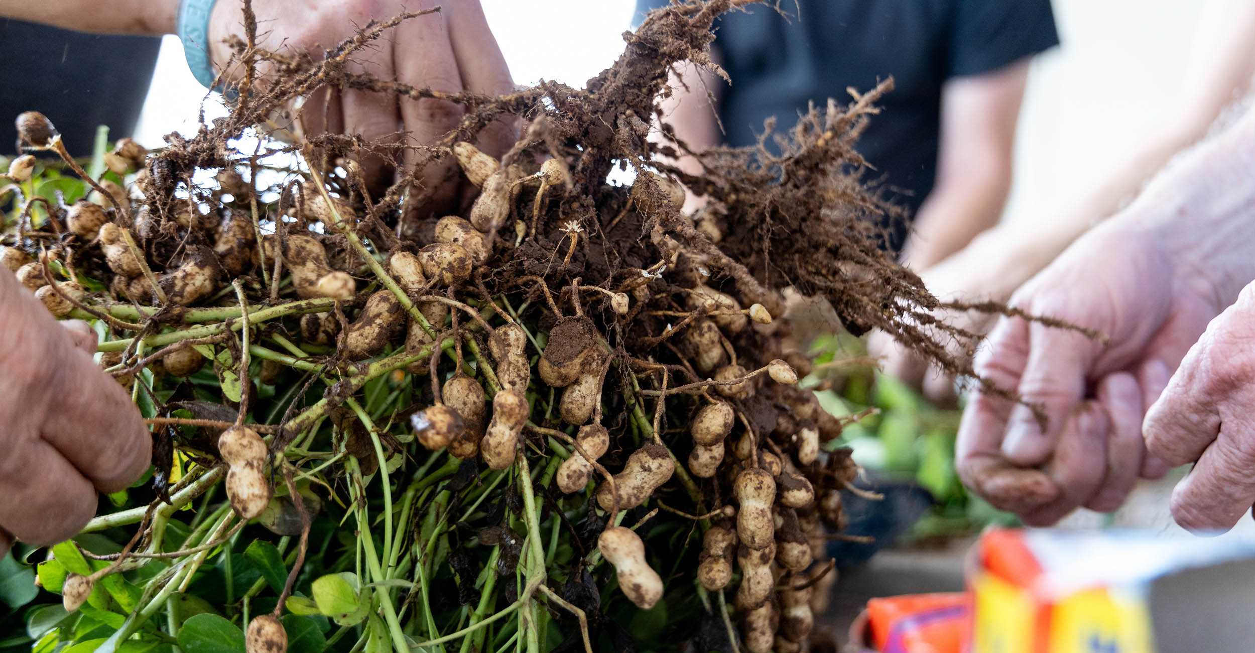 peanut vines that have been picked, the peanuts are still covered in dirt