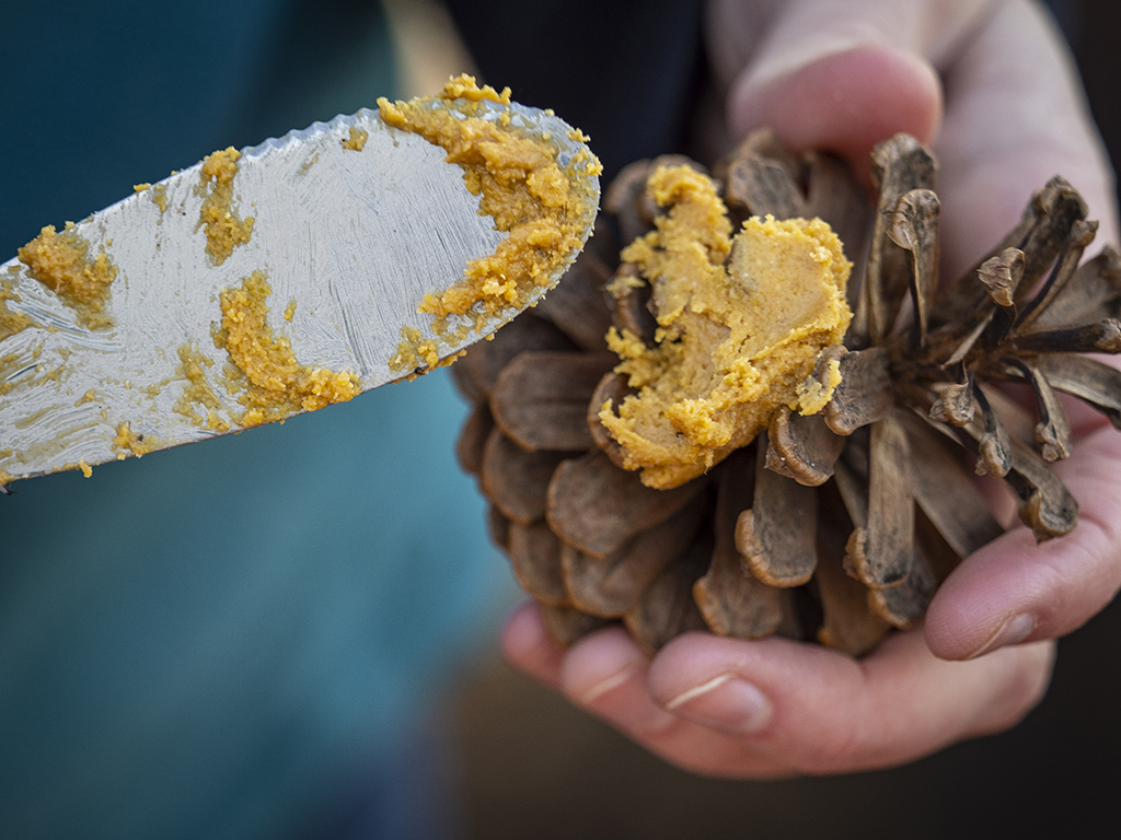 peanut butter spread on a pinecone