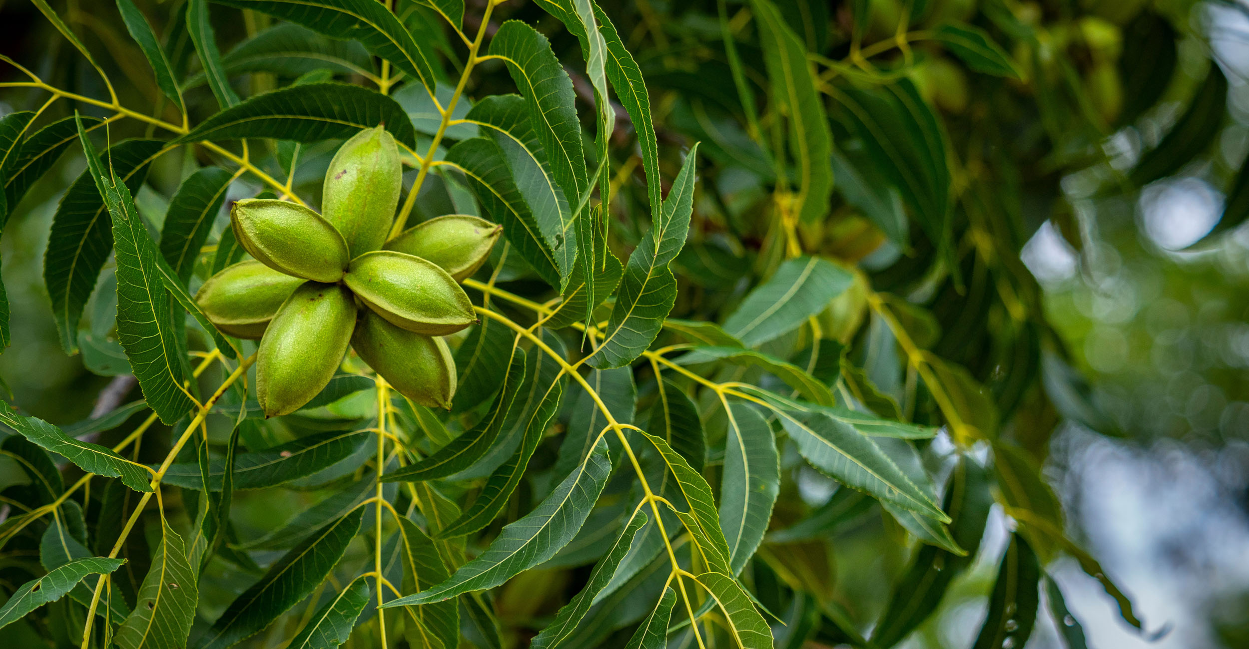 Cluster of pecans growing on a tree.