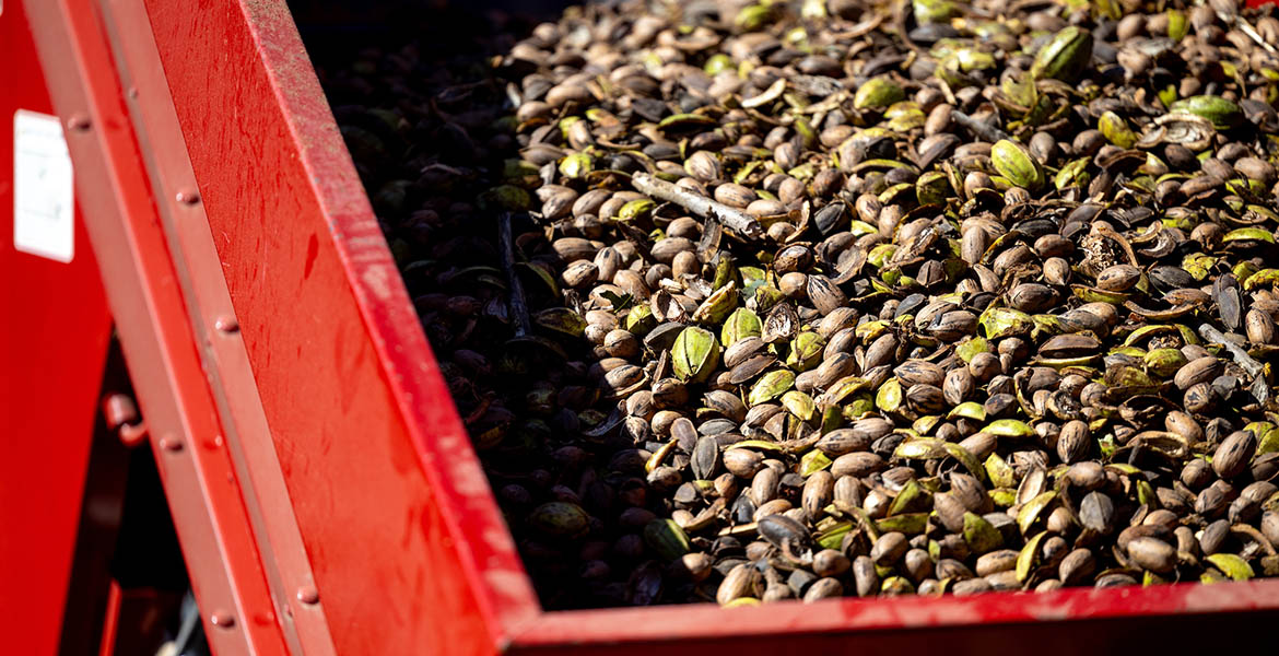 The bin part of a red metal pecan shaker filled with brown and light-green, ripe pecans that have been shaken out of a tree and collected off the ground.