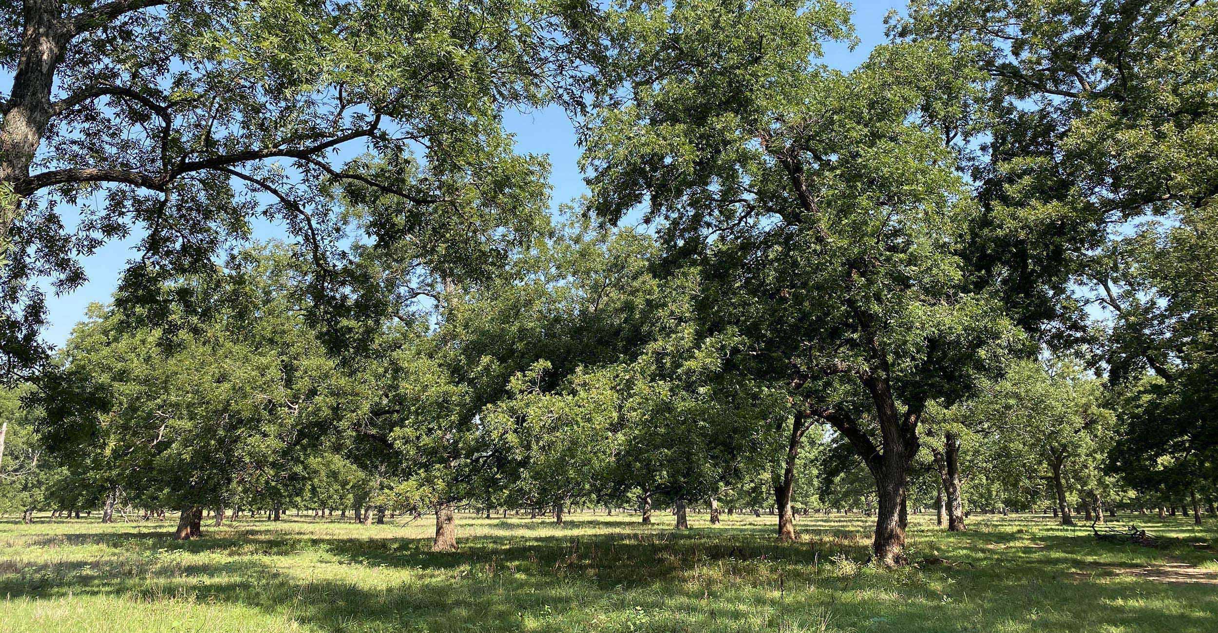 a long view of the middle of an orchard of native pecans