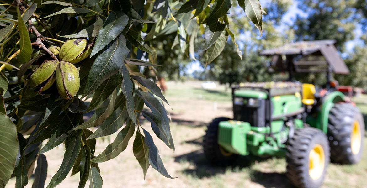 Ripe green pecans in the shell in a tree are pictured in the left top corner of the image. A green John Deere tractor sits in the background of the image waiting to begin pecan harvest by maneuvering a shaker around the tree to shake the nuts off the branches.