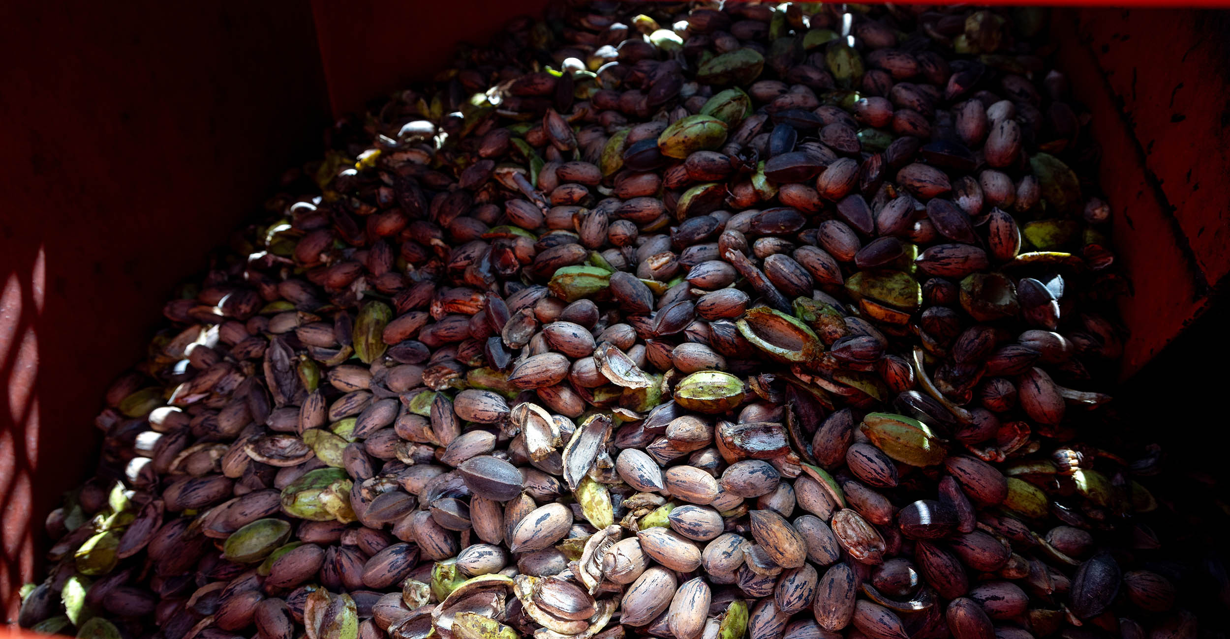 Harvested pecans in a bin. The bin is dark but sunlight is shining through onto the nuts.