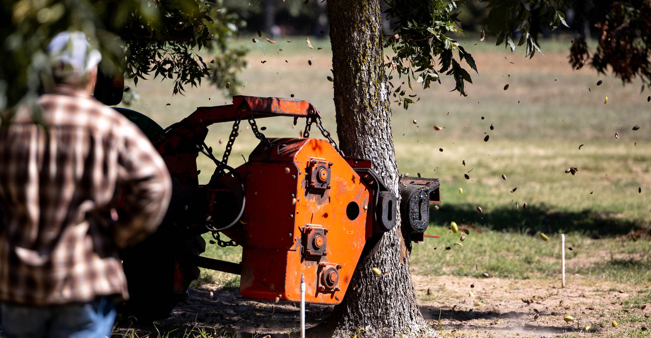 A red metal pecan shaker encircles the bottom half of a pecan tree. Leaves and green pecans fall from the tree's limbs. A man in jeans, a gray hat and a brown flannel shirt stands out of focus in the far left of the picture, watching the pecan shaker work to harvest pecans.