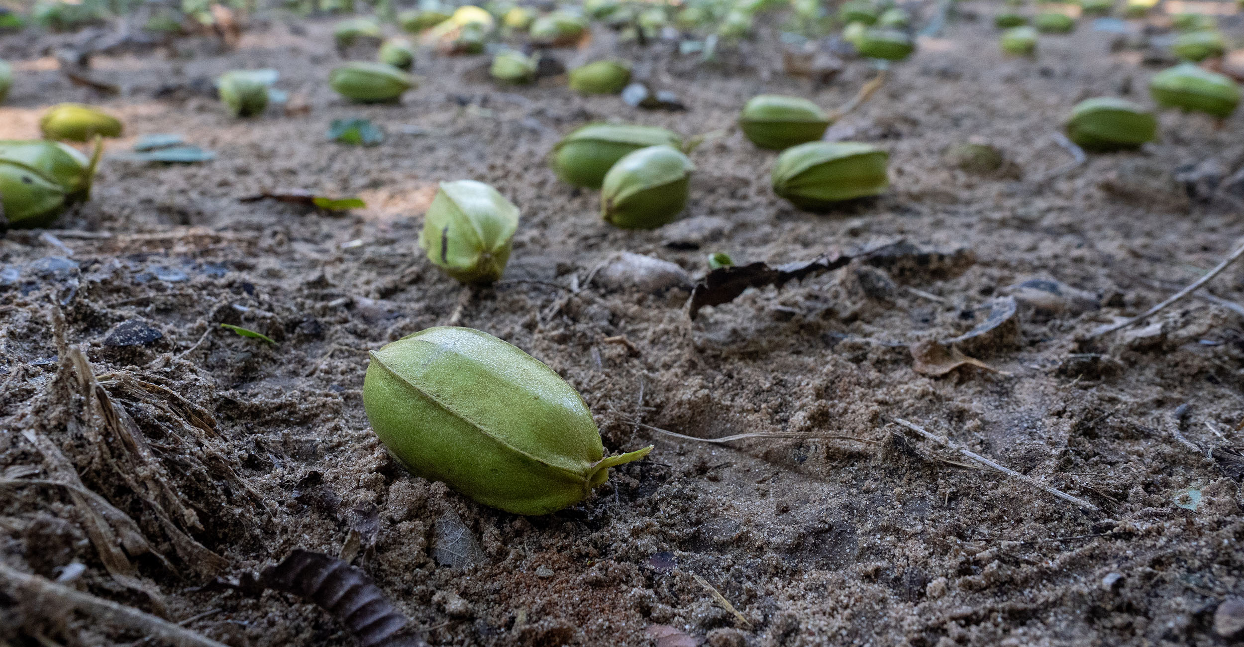 Pecans scattered on the ground in a pecan orchard.