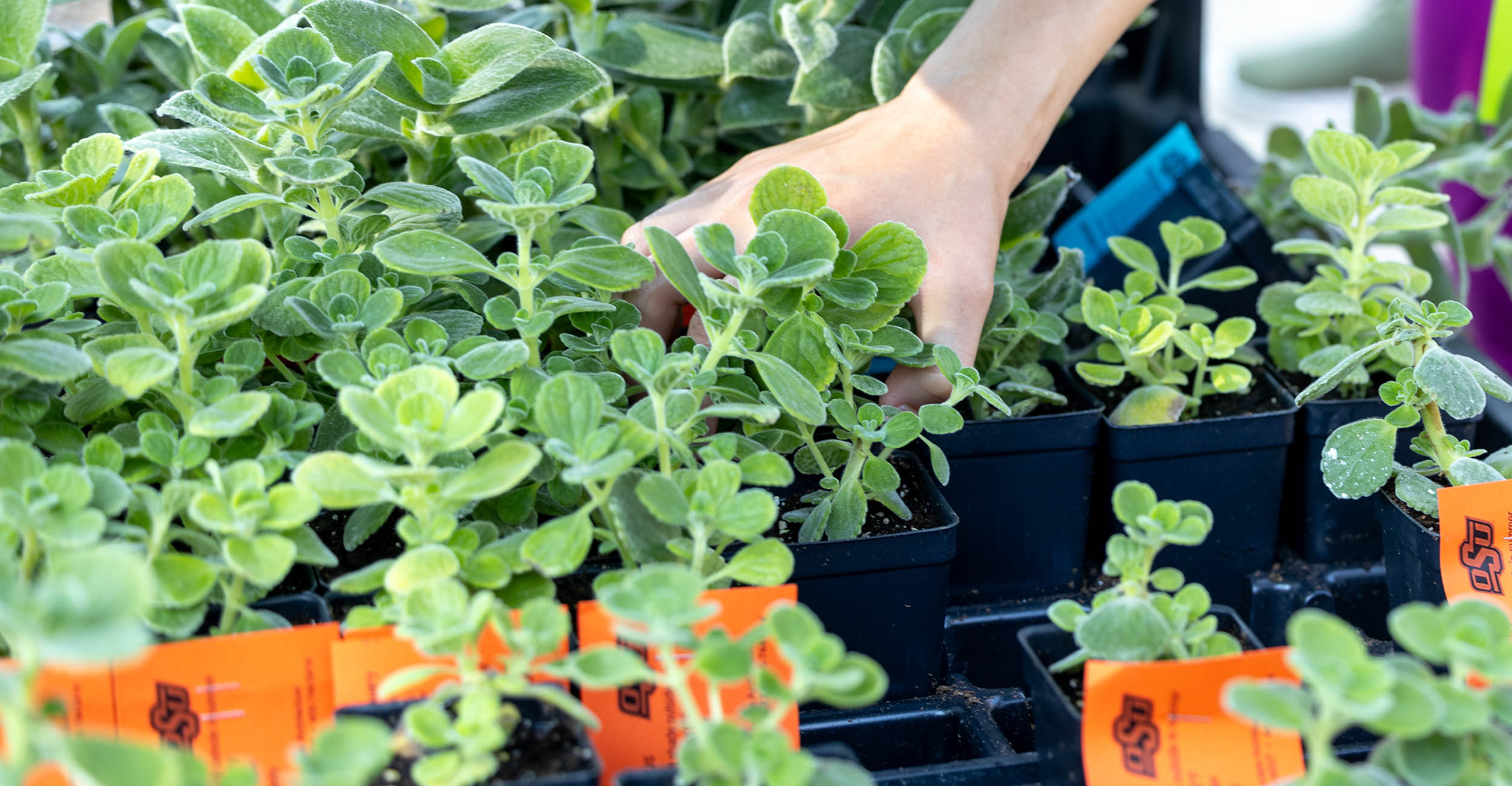 Container Gardening  Oklahoma State University