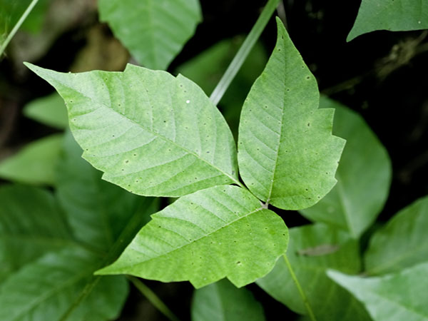Image of poison ivy leaves.