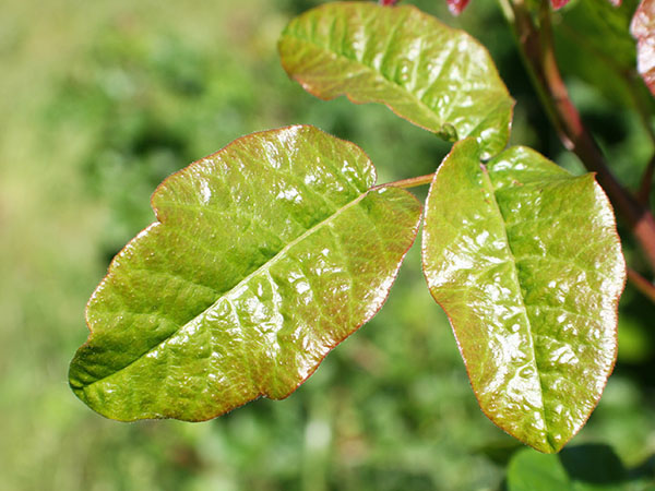 Image of poison oak.