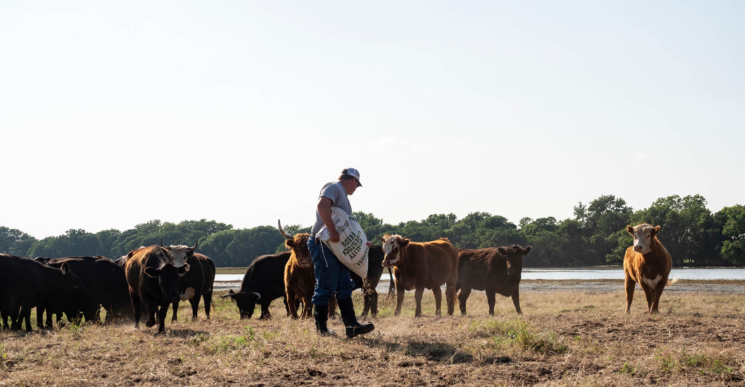 a man wearing a cap spreads feed cubes on the ground behind him as brown, red and black cattle follow him to eat the feed off the ground