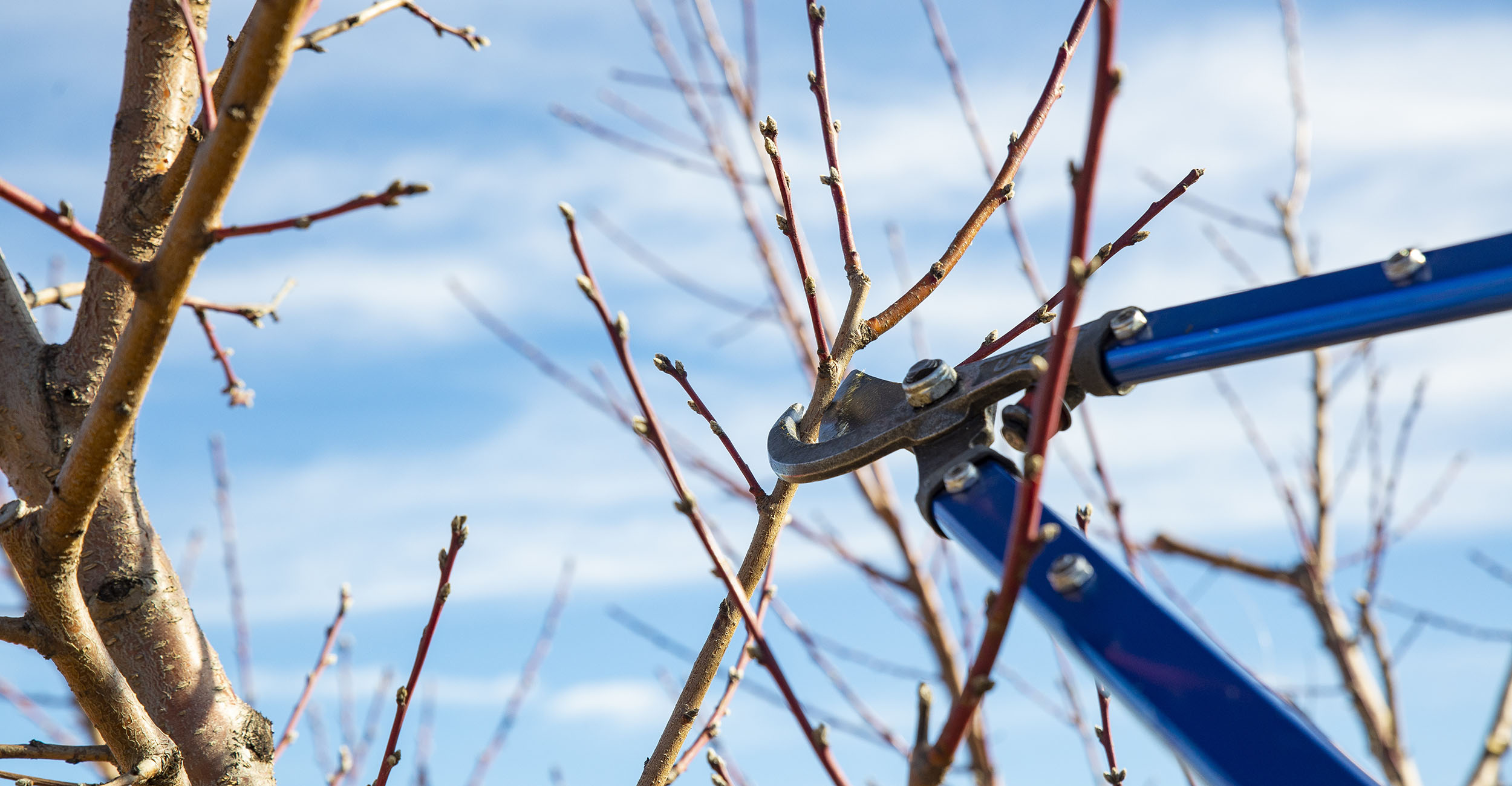 Pruning shears lopping off a branch.