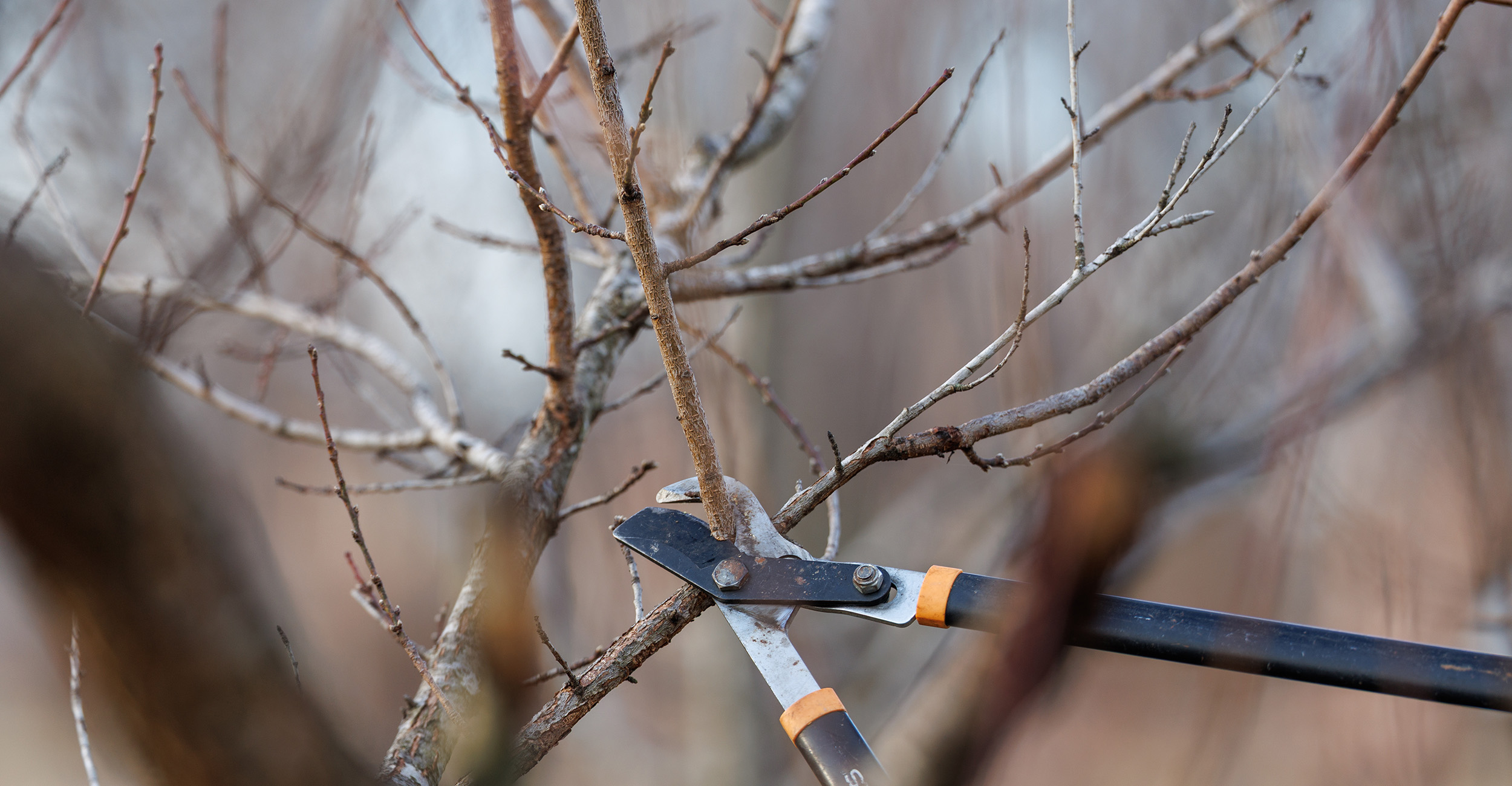 A pair of pruning shears is poised to cut off a limb on a tree.