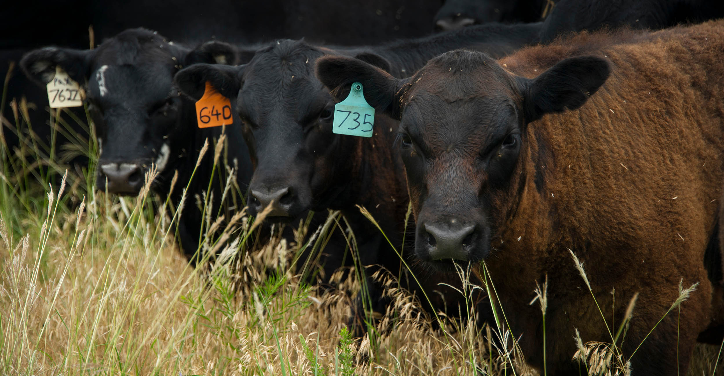 Prussic acid toxicity threatens livestock in extreme weather | Oklahoma ...