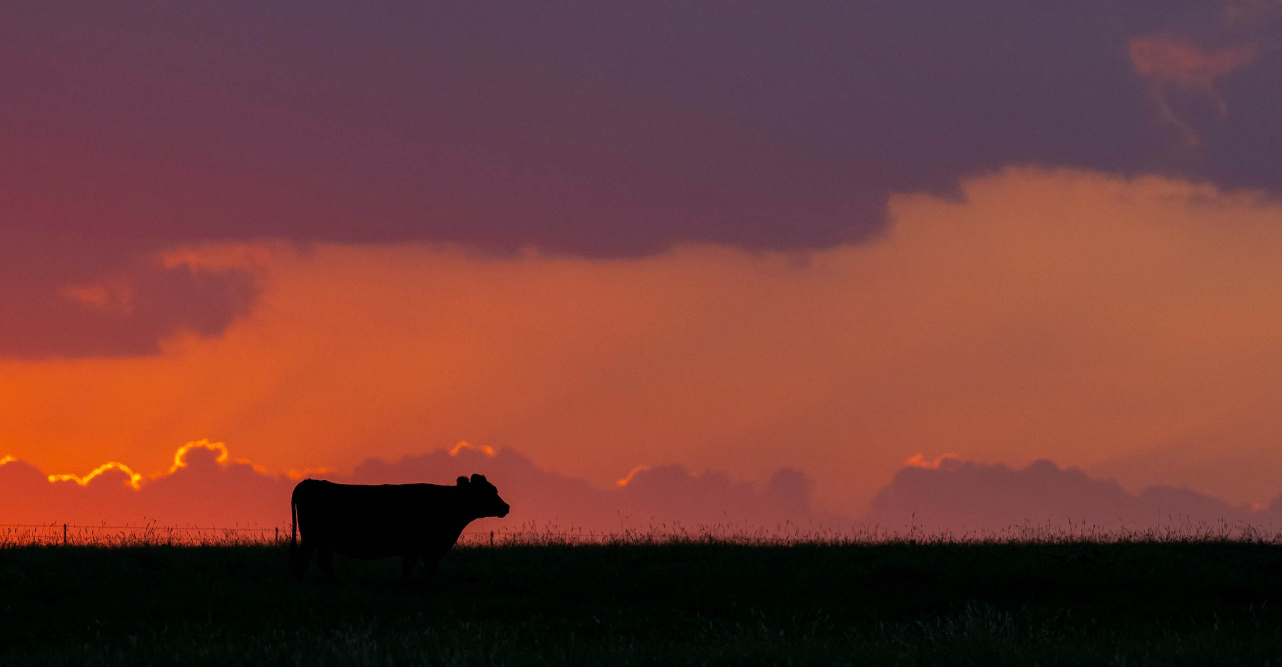 the black silhouette of a cow in a pasture at sunset that is orange, red, pink and purple