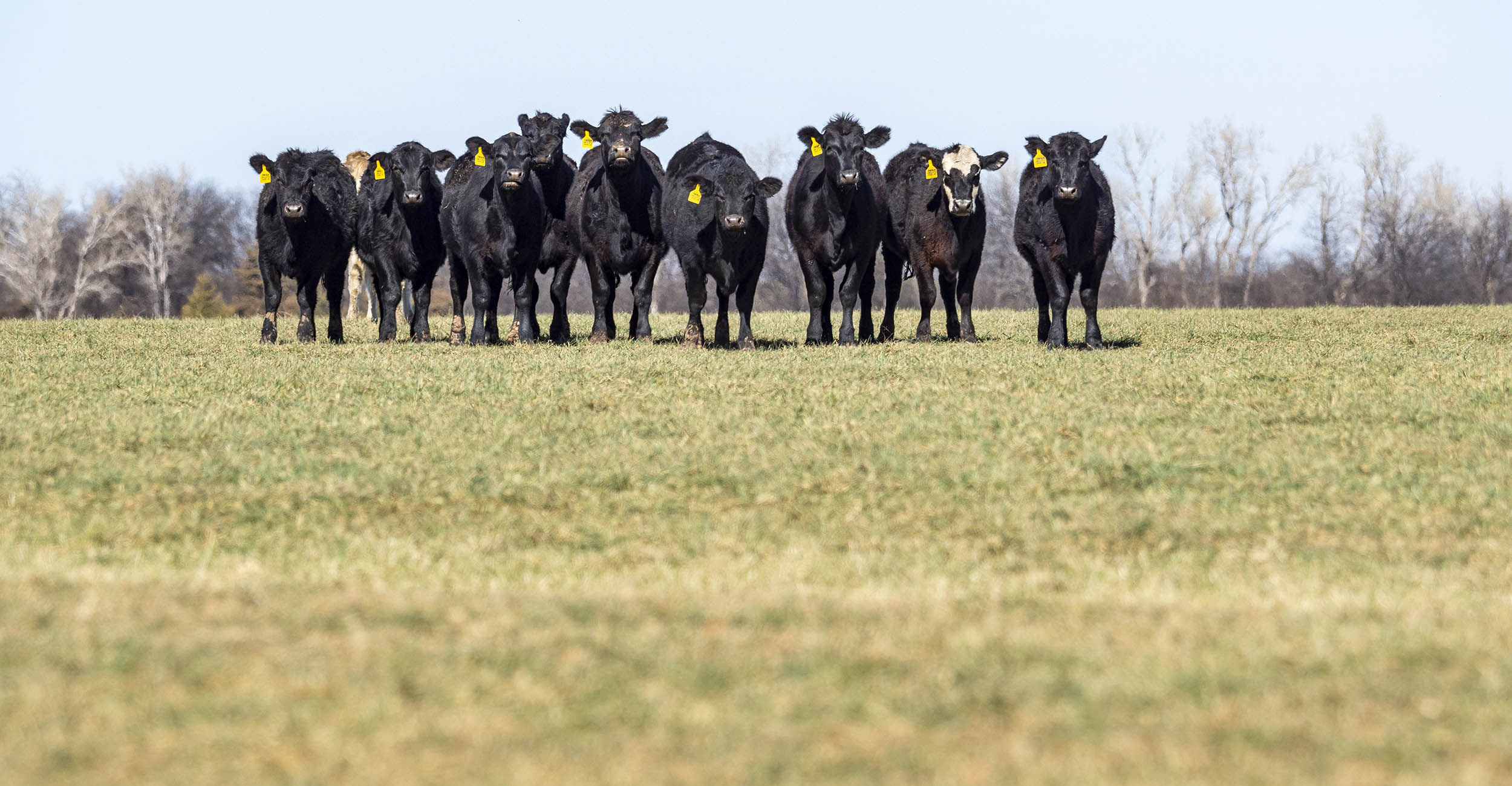cattle grazing on wheat pasture