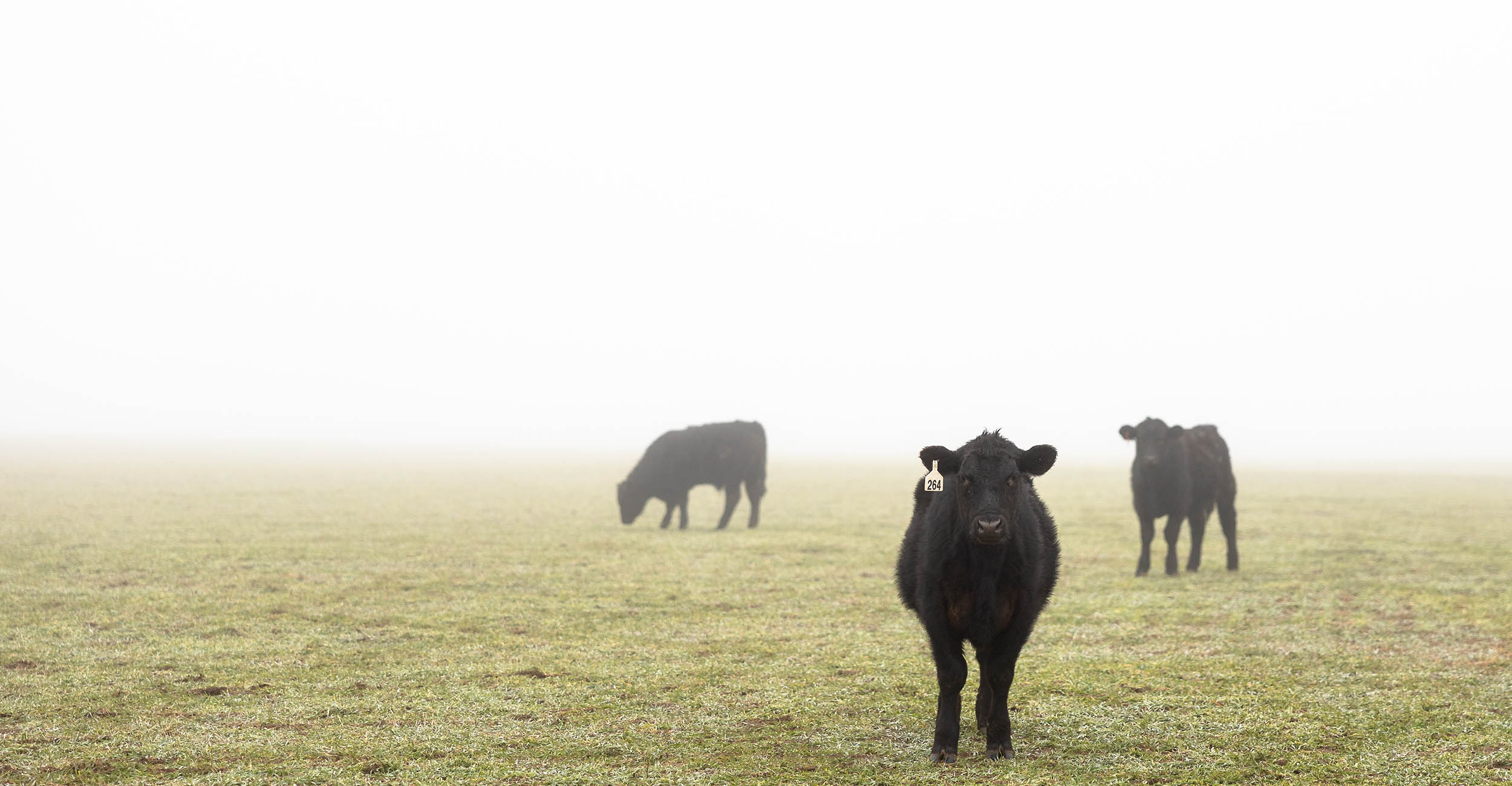Three feeder calves stand grazing in a wheat pasture. There is a thick fog, and only one of the three calves is looking at the camera.