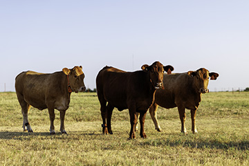 Three cattle stand in a sunlit pasture, with two brown cows flanking a darker brown cow in the center. Open farmland stretches into the background under a clear sky.