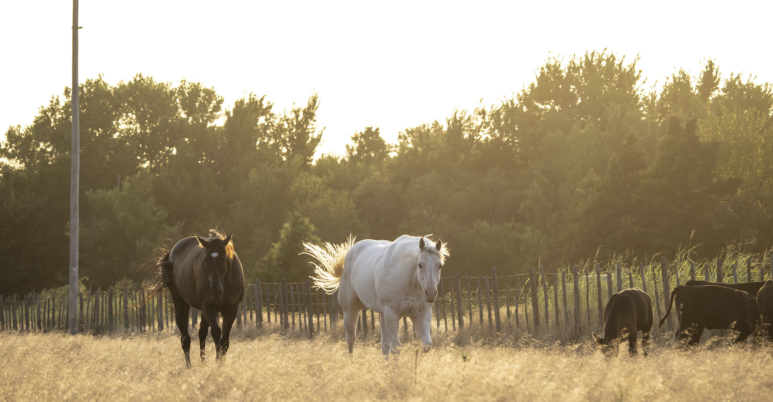 horses walking in a field