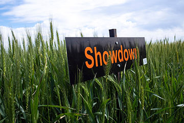 A Showdown wheat variety sign standing in a field of wheat.