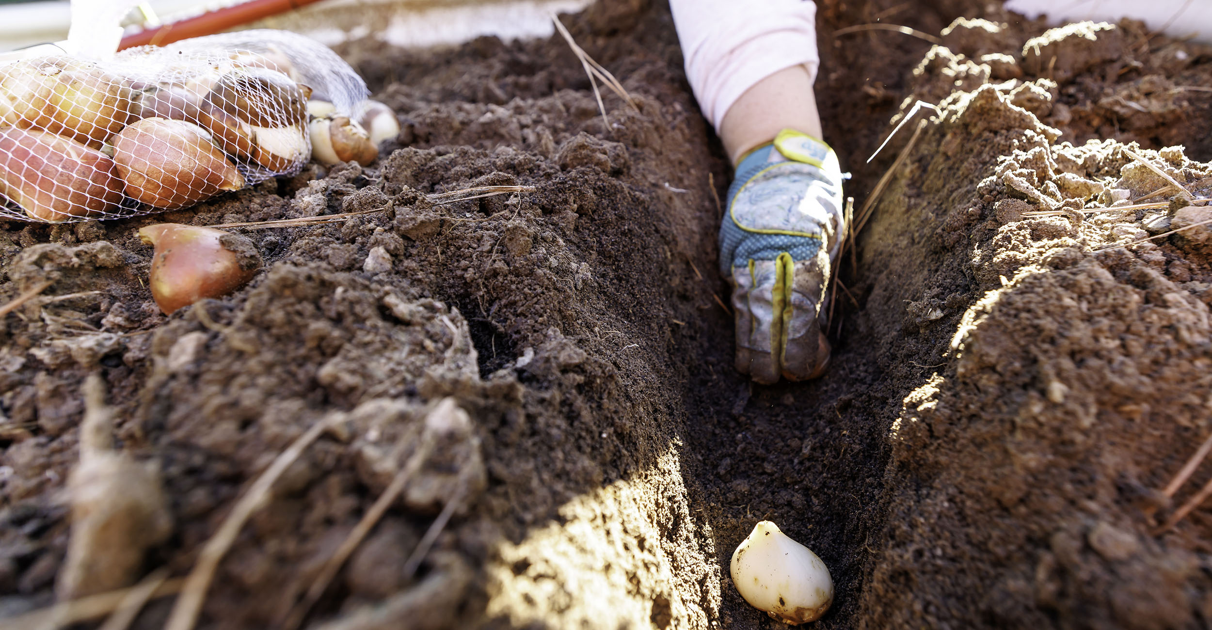 Gardener wearing a blue gardening glove trimmed in yellow plants bulbs in a 6-inch deep row in a garden.