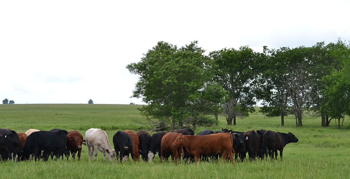 brown, black and white cattle grazing on lush, green grass in front of a treeline