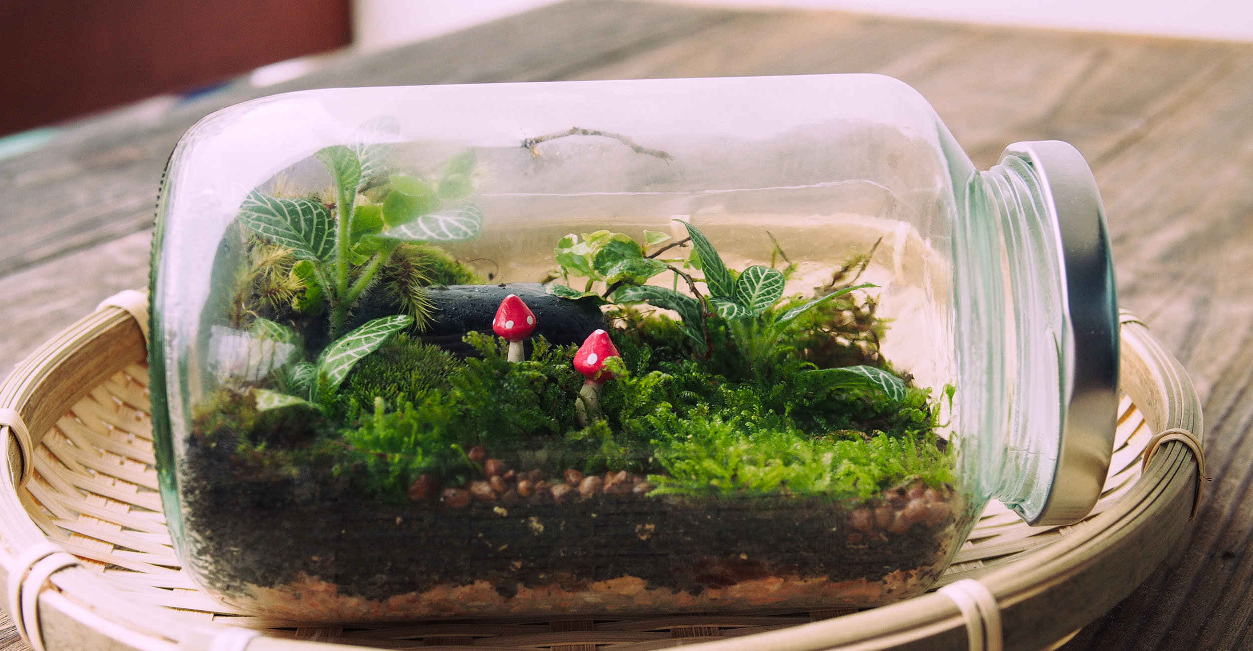 Closed terrarium - what is it and how does it work?