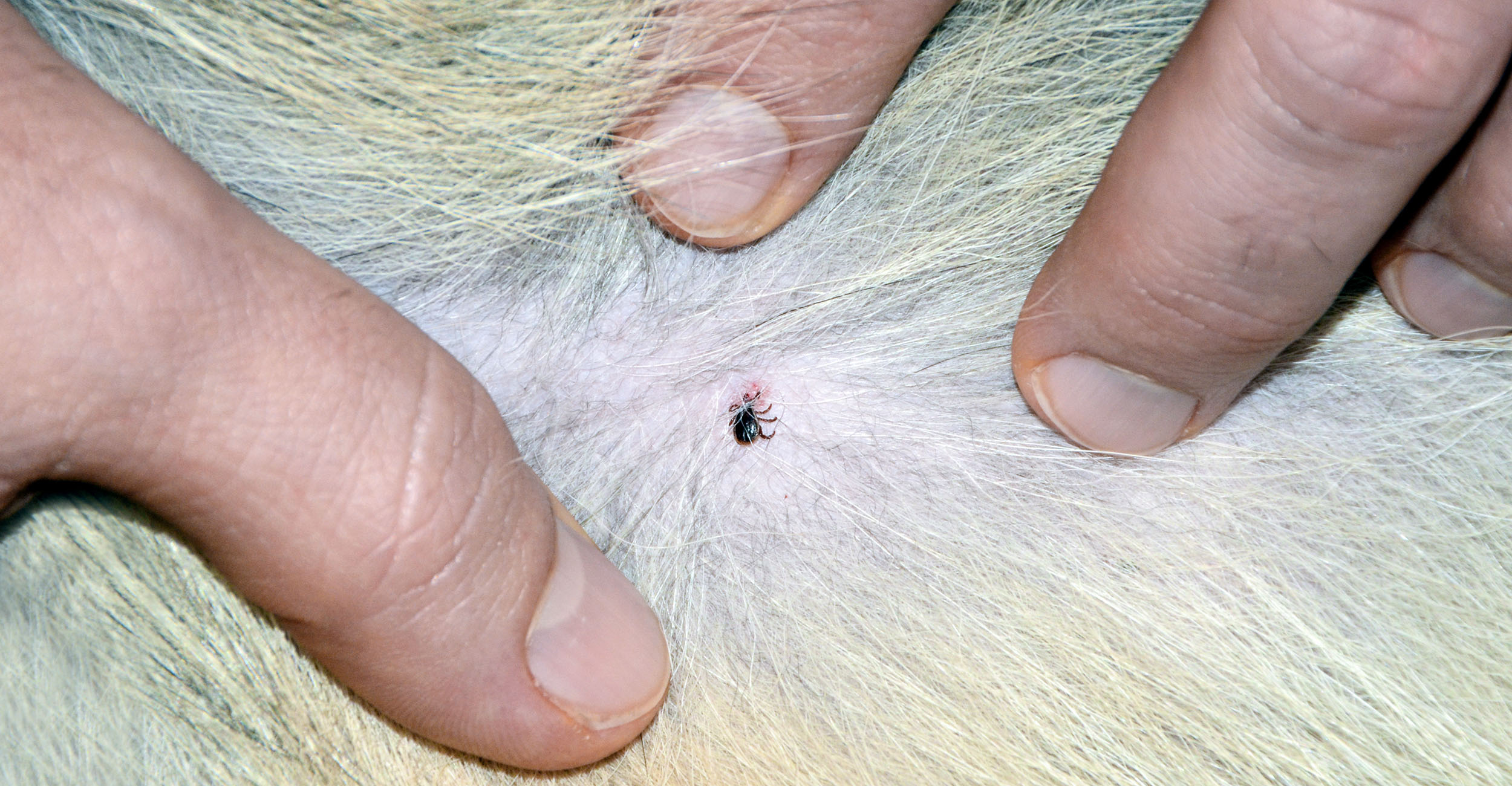 Ticks and fleas are a yearround problem for pets Oklahoma State