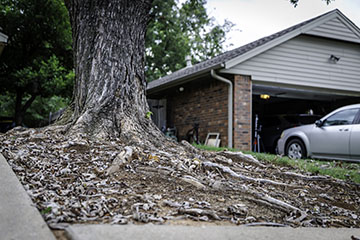 Large tree with exposed surface roots growing along the edge of a residential yard near a driveway and sidewalk.