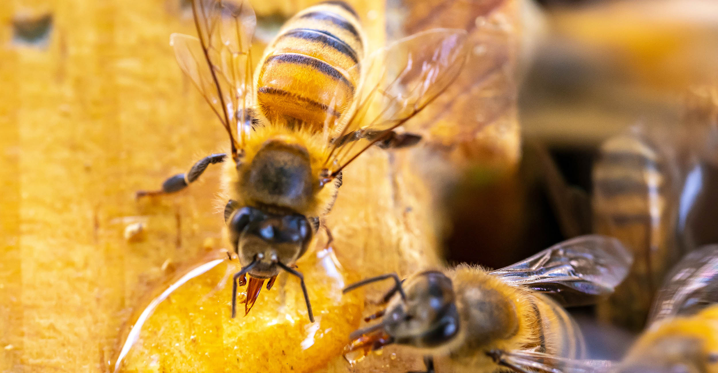two honey bees on a puddle of honey