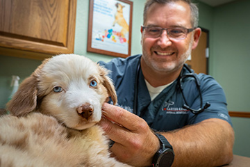 Vaccines are vital for good pet health 