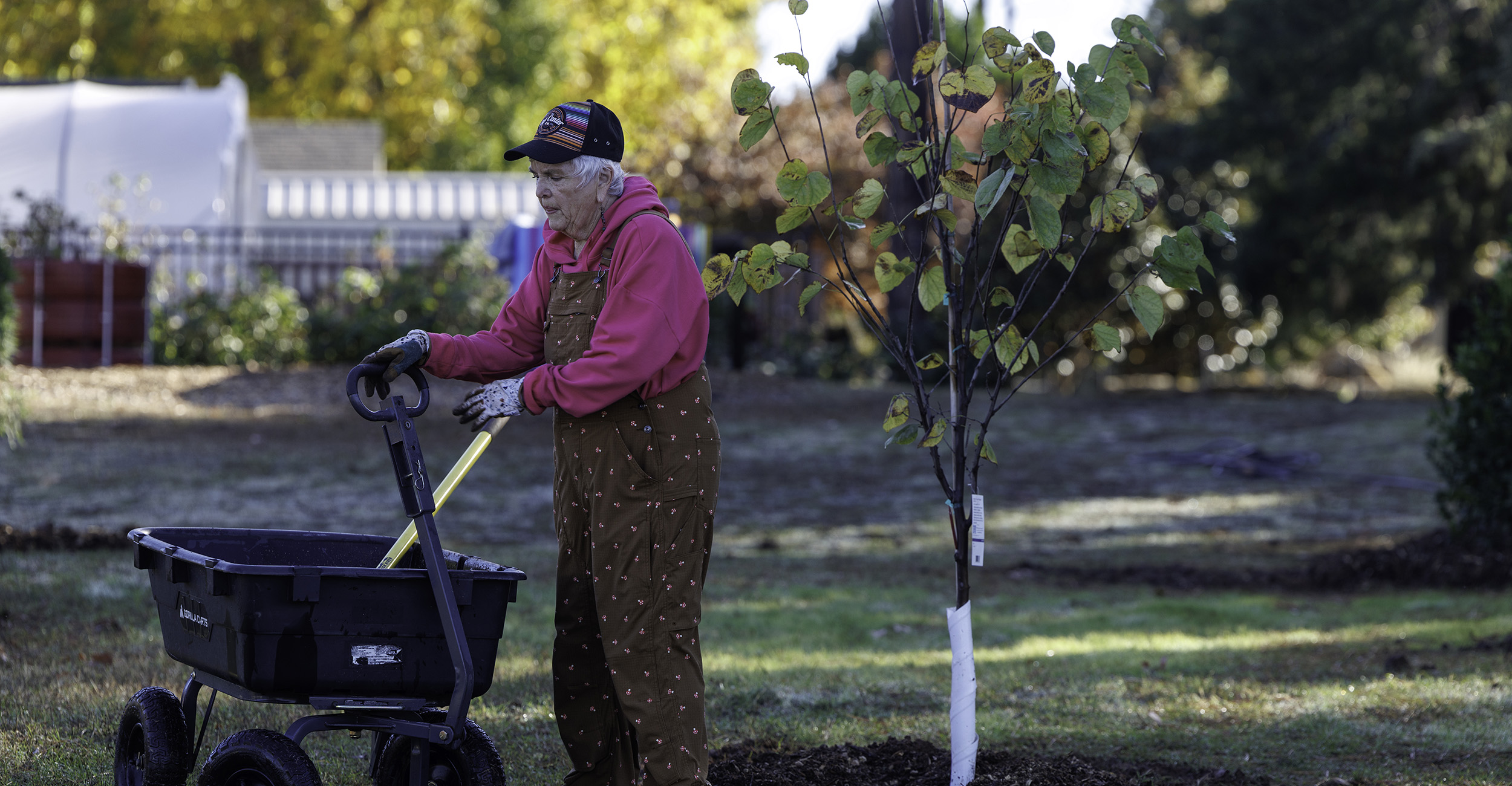 Gray-haired woman wearing brown overalls, pink sweatshirt, black cap and gloves, grasps the hands of a black lawn cart after planting a new tree.