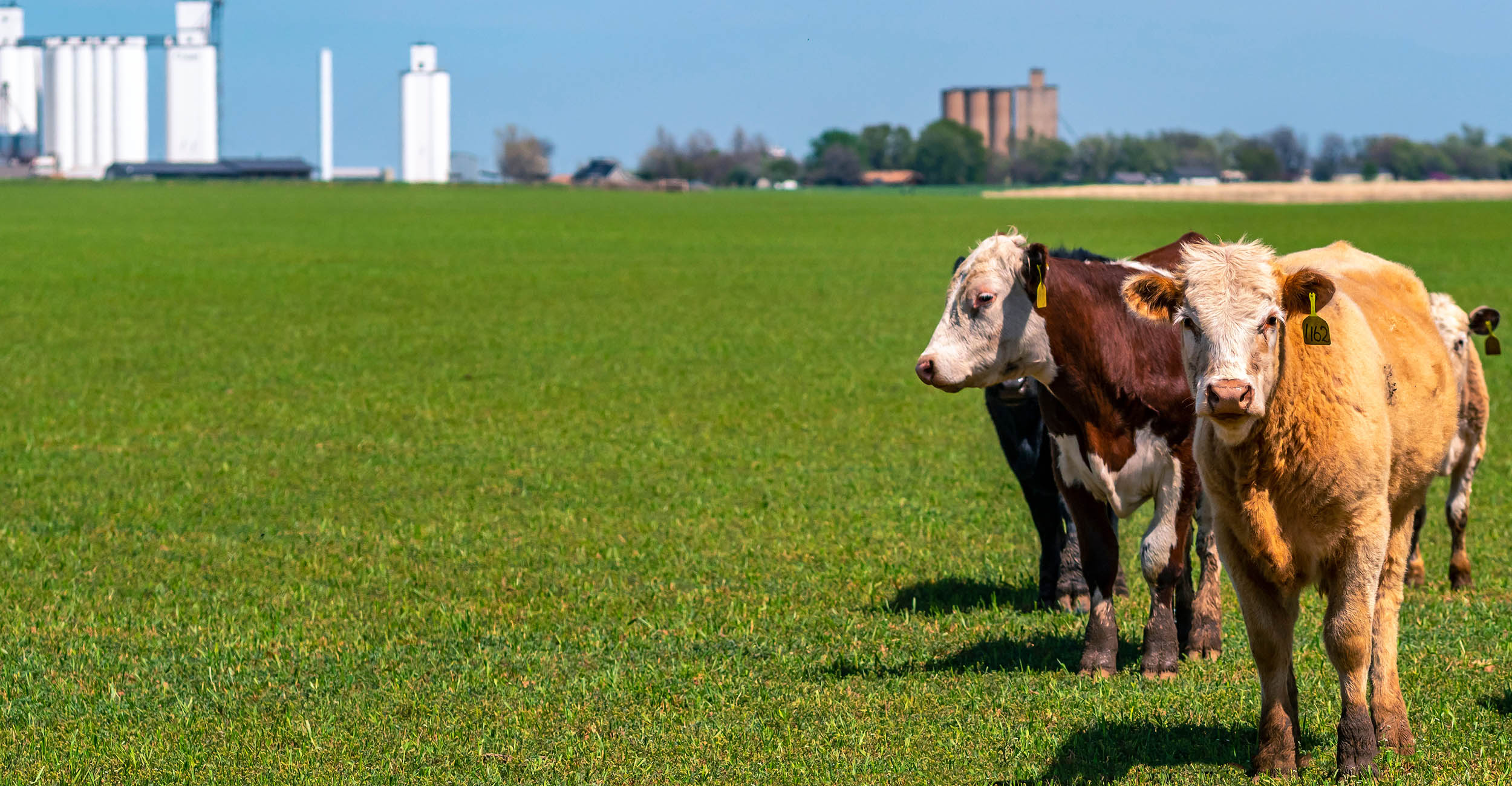 cattle standing on wheat pasture